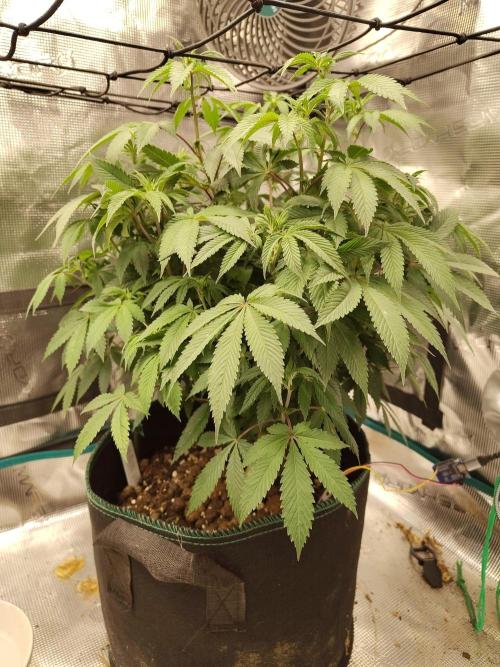 Black Domina Feminized – Sensi Seeds. Week 10