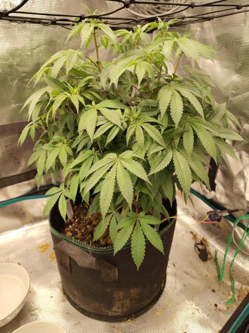 Black Domina Feminized – Sensi Seeds. Week 10