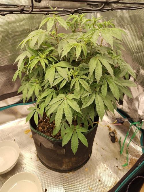 Black Domina Feminized – Sensi Seeds. Week 10