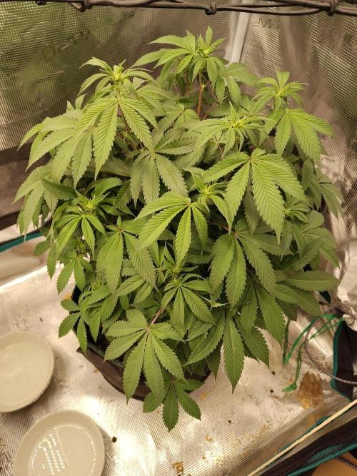 Black Domina Feminized – Sensi Seeds. Week 10