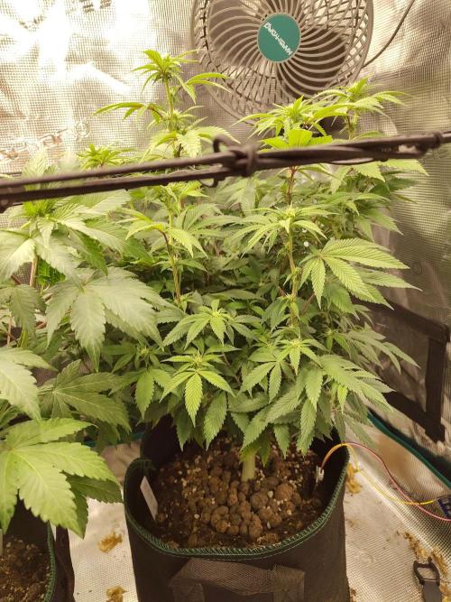 Black Domina Feminized – Sensi Seeds. Week 11
