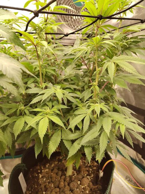 Black Domina Feminized – Sensi Seeds. Week 11