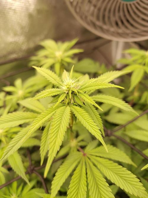 Black Domina Feminized – Sensi Seeds. Week 11