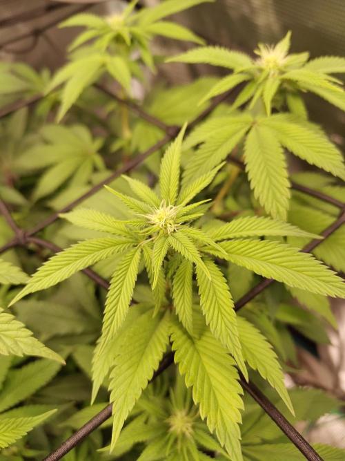 Black Domina Feminized – Sensi Seeds. Week 11
