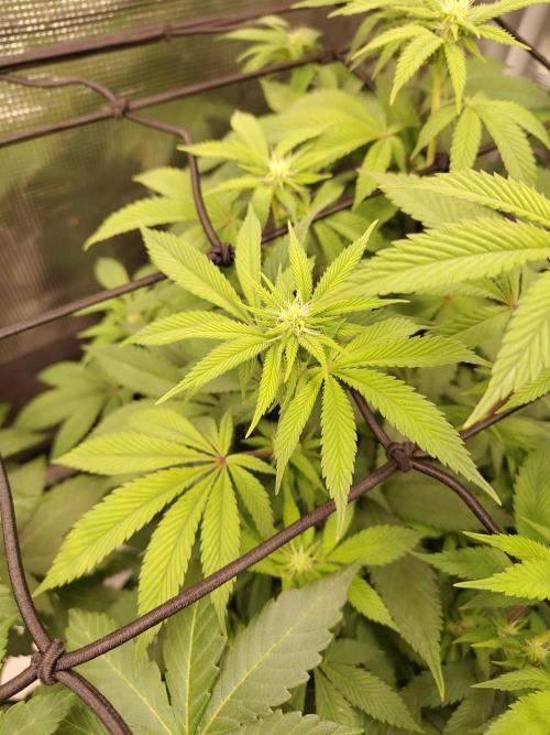 Black Domina Feminized – Sensi Seeds. Week 11
