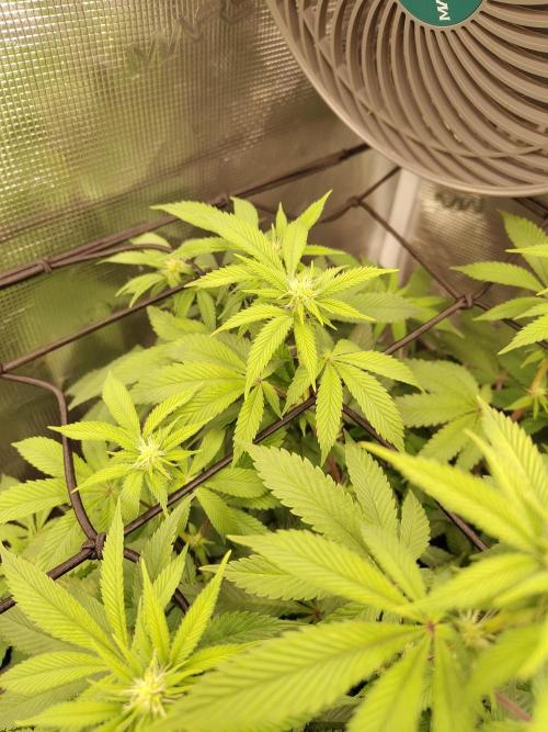 Black Domina Feminized – Sensi Seeds. Week 11