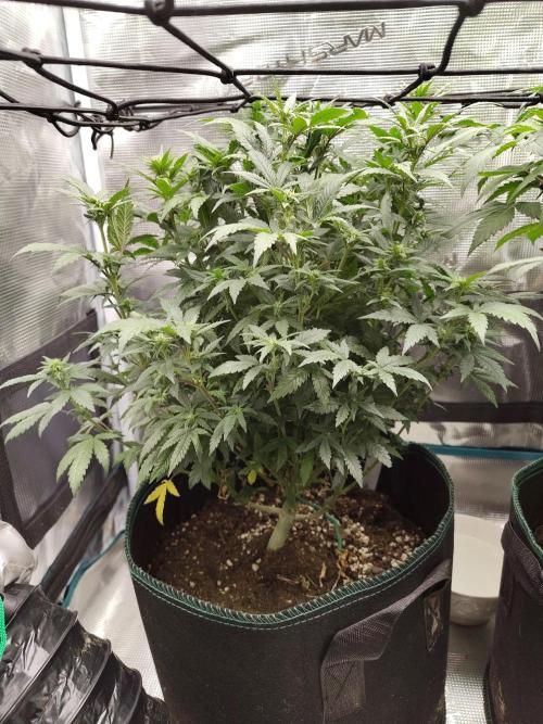 Double Banana Kush Fem. Week 10