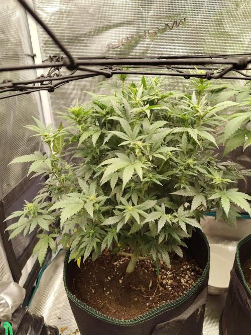 Double Banana Kush Fem. Week 10