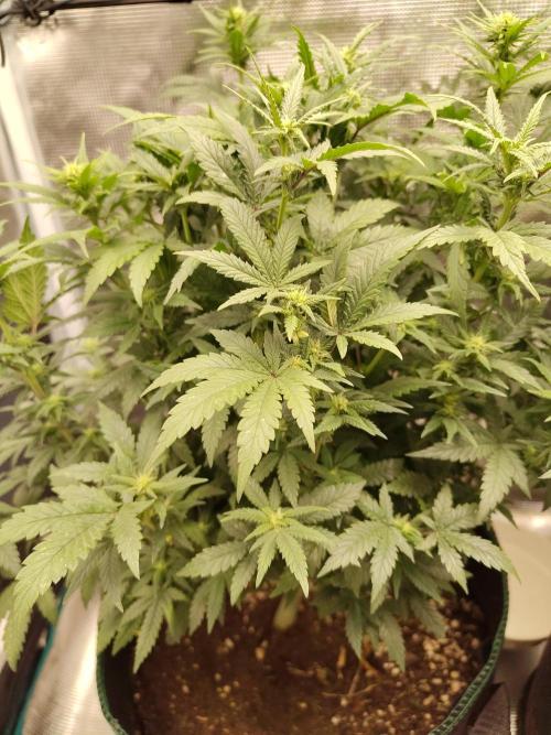 Double Banana Kush Fem. Week 10
