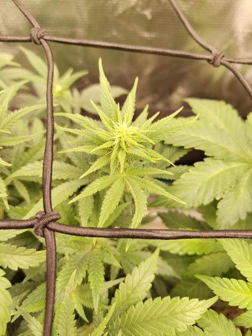 Double Banana Kush Fem. Week 10