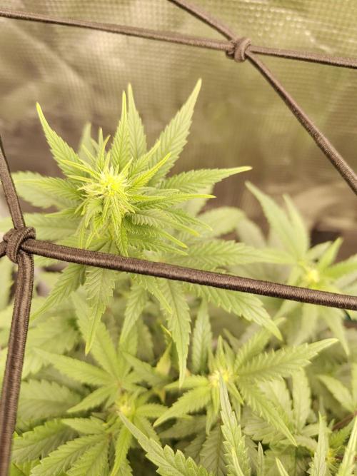 Double Banana Kush Fem. Week 10