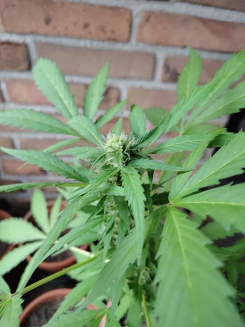 Fast Buds – Mexican Airlines Automatic. Week 9