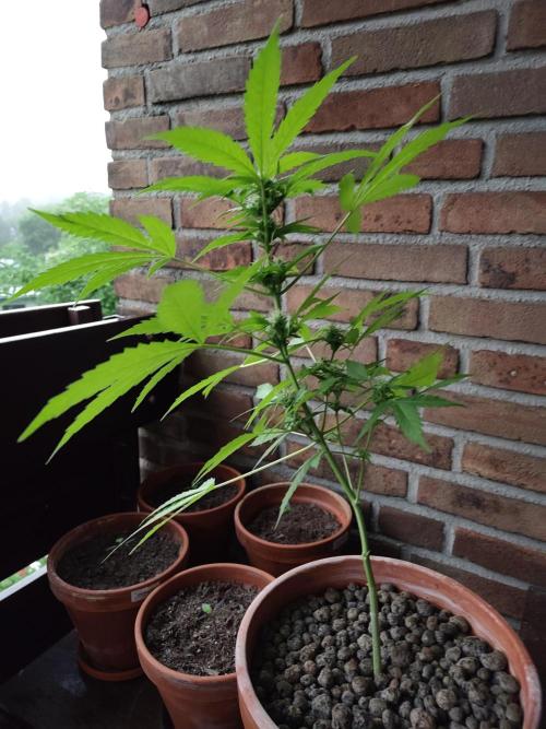Fast Buds – Mexican Airlines Automatic. Week 9