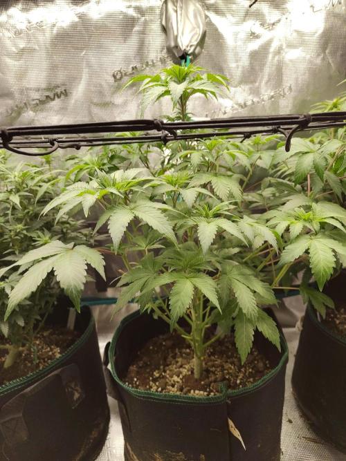 Sensi Seeds – Northern Lights (fem). Week 7