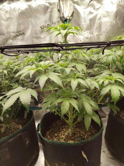 Sensi Seeds – Northern Lights (fem). Week 7