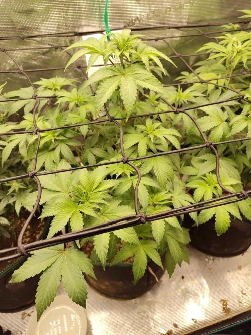Sensi Seeds – Northern Lights (fem). Week 7