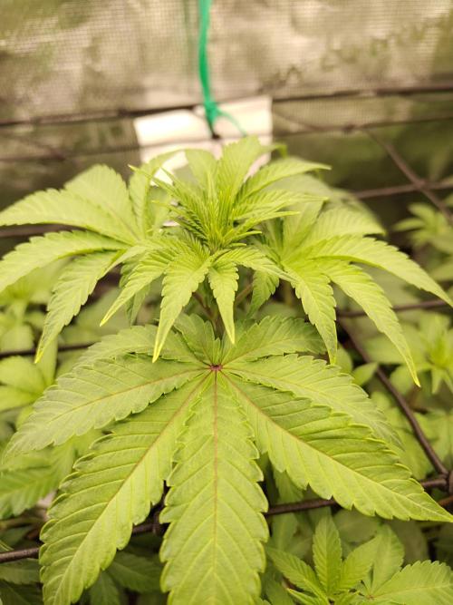 Sensi Seeds – Northern Lights (fem). Week 7