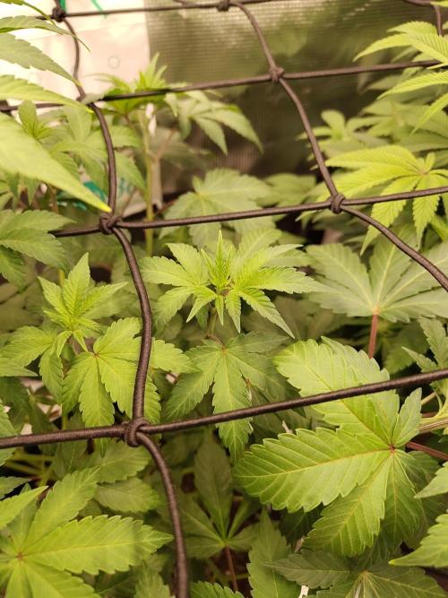Northern Lights Fem. Week 7