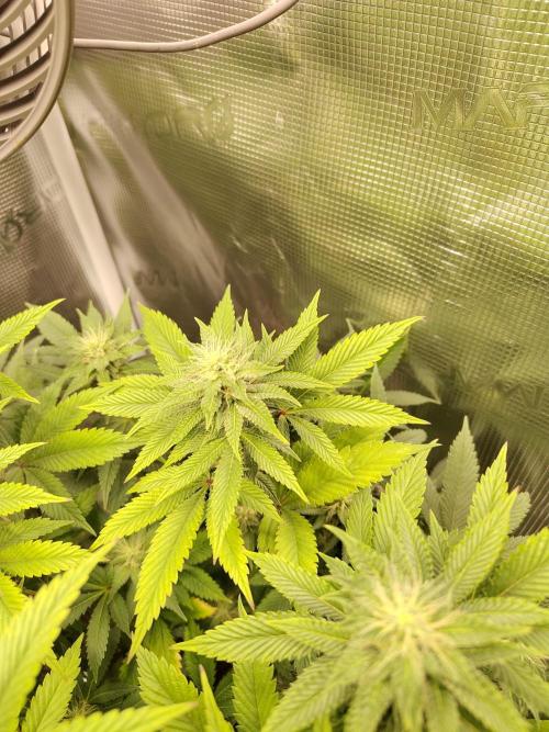 Black Domina Feminized – Sensi Seeds. Week 13