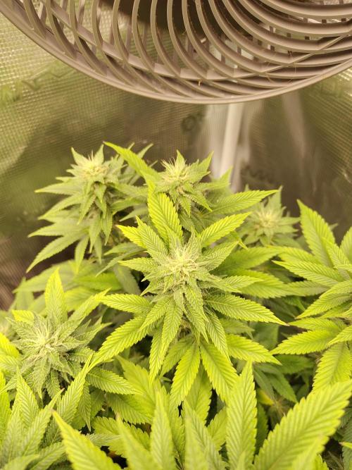 Black Domina Feminized – Sensi Seeds. Week 13