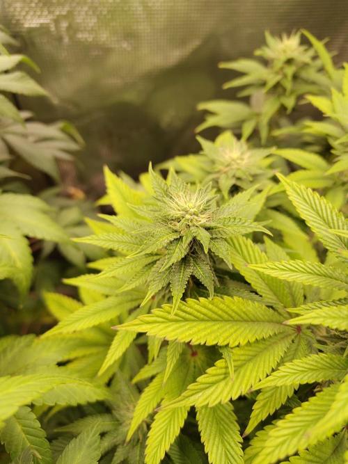 Black Domina Feminized – Sensi Seeds. Week 13