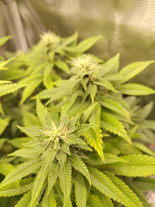 Black Domina Feminized – Sensi Seeds. Week 13