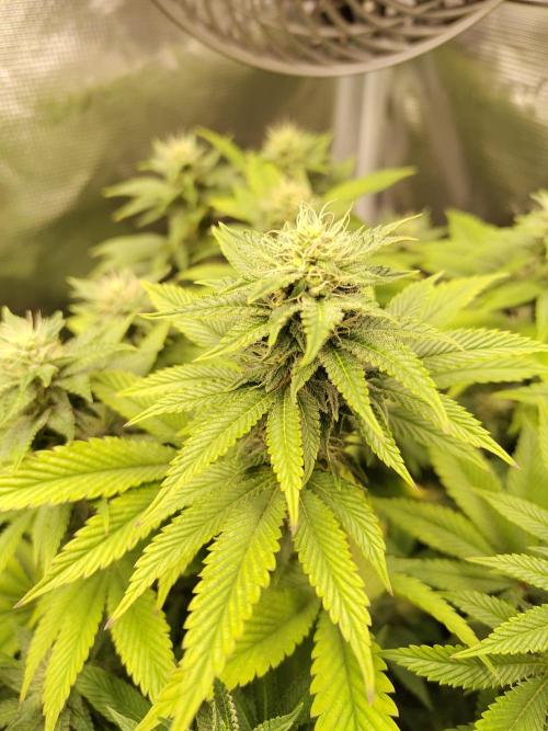 Black Domina Feminized – Sensi Seeds. Week 13
