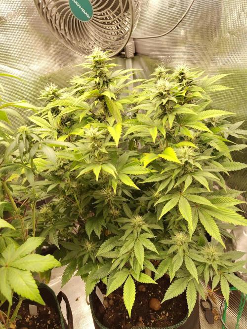 Black Domina Fem. Week 13