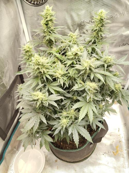 Double Banana Kush Fem. Week 12