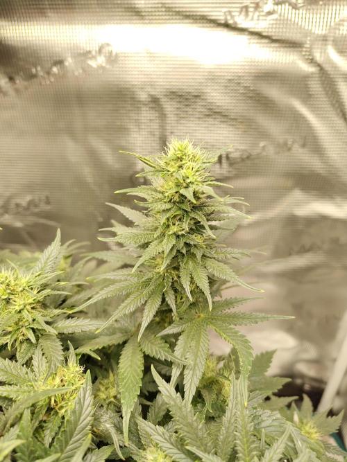 Double Banana Kush Fem. Week 12