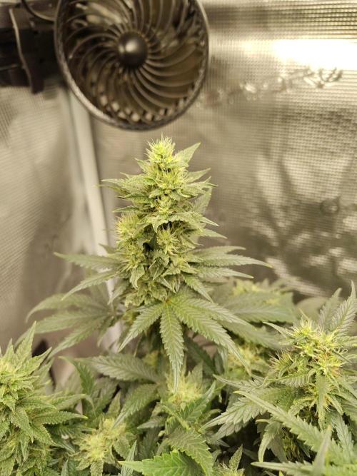 Double Banana Kush Fem. Week 12
