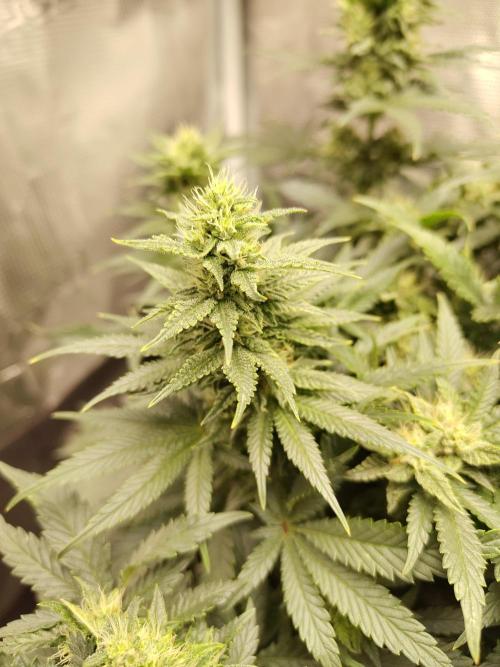 Double Banana Kush Fem. Week 12