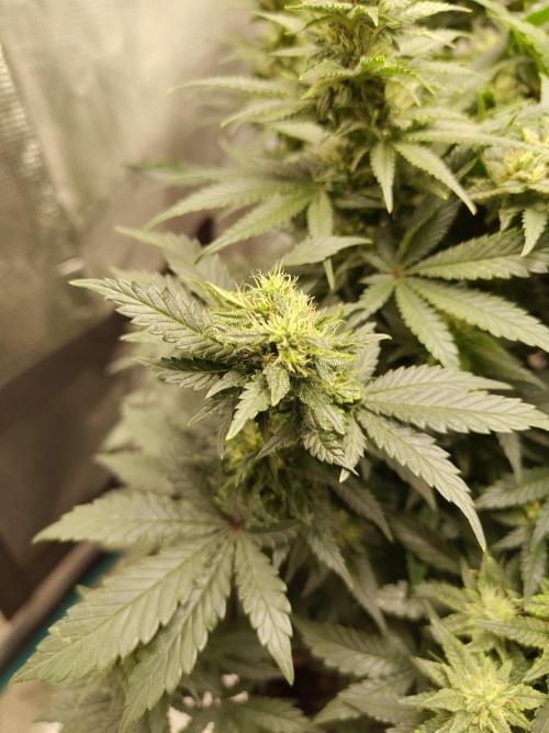 Double Banana Kush Fem. Week 12