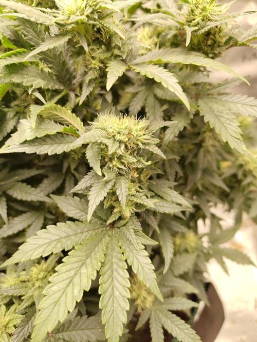 Double Banana Kush Fem. Week 12