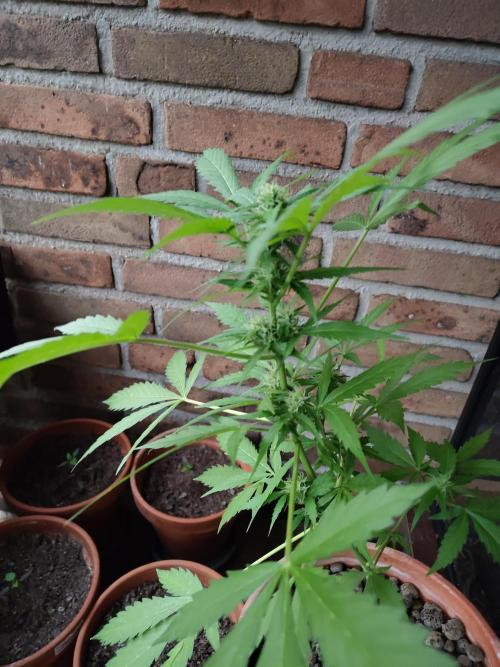 Fast Buds – Mexican Airlines Automatic. Week 11