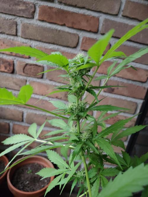 Fast Buds – Mexican Airlines Automatic. Week 11