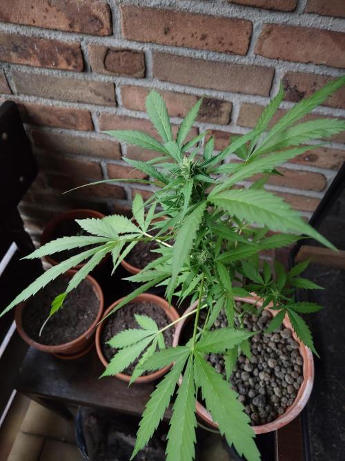 Fast Buds – Mexican Airlines Automatic. Week 11