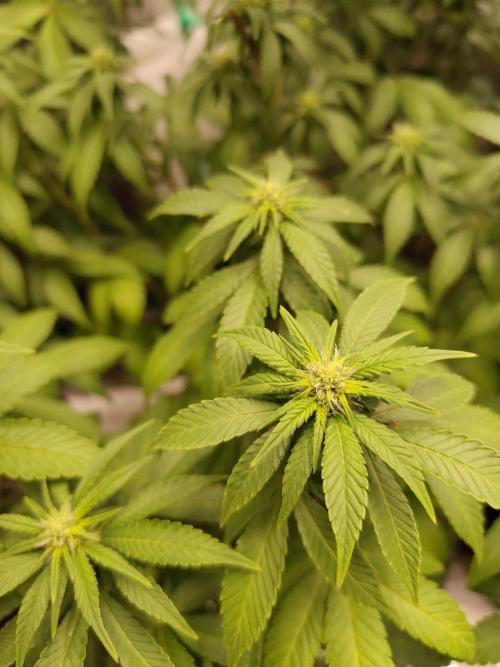 Sensi Seeds – Northern Lights (fem). Week 9