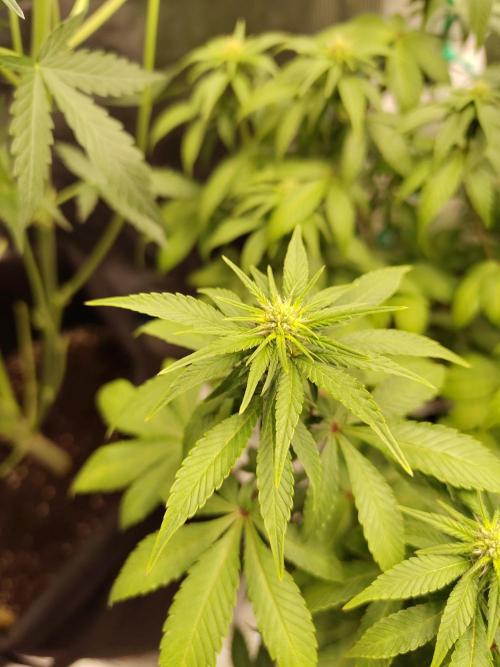 Sensi Seeds – Northern Lights (fem). Week 9