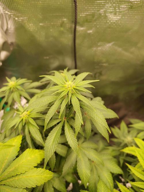 Sensi Seeds – Northern Lights (fem). Week 9