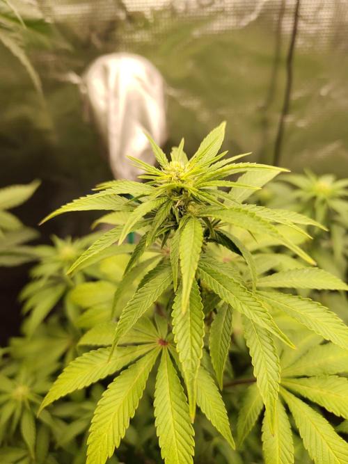 Sensi Seeds – Northern Lights (fem). Week 9