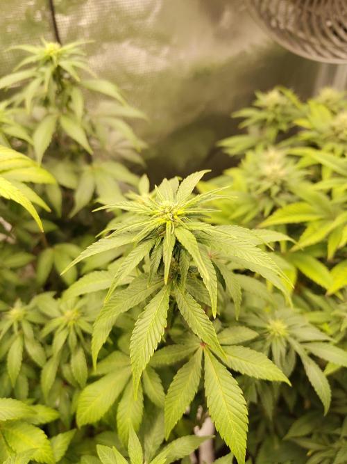 Sensi Seeds – Northern Lights (fem). Week 9