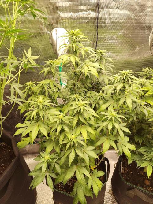 Northern Lights Fem. Week 9