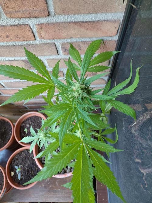 Fast Buds – Mexican Airlines Automatic. Week 11