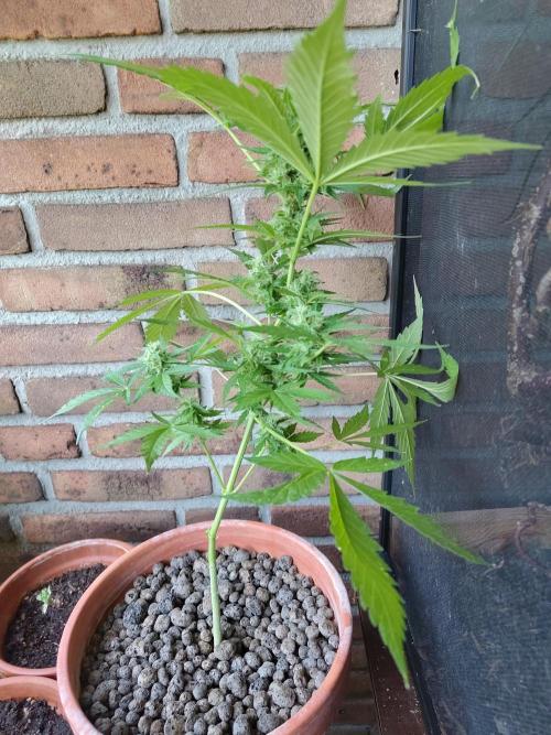 Fast Buds – Mexican Airlines Automatic. Week 11
