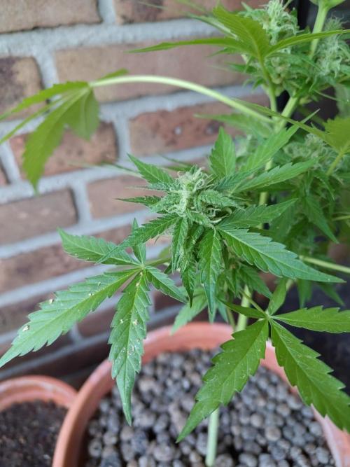 Fast Buds – Mexican Airlines Automatic. Week 11