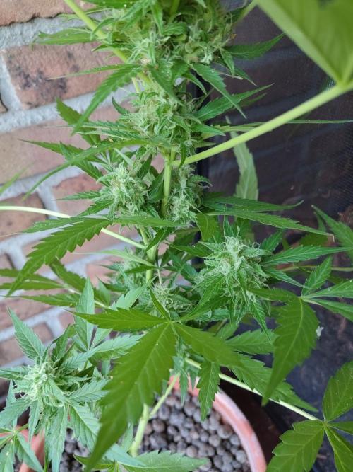 Fast Buds – Mexican Airlines Automatic. Week 11