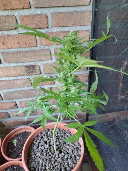 Fast Buds – Mexican Airlines Automatic. Week 11