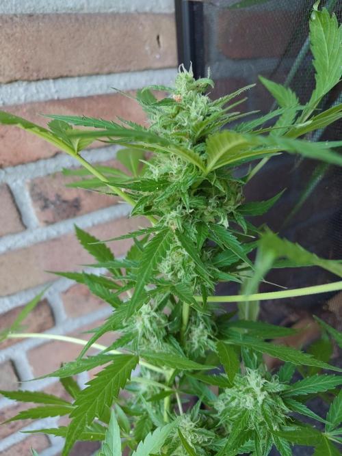 Fast Buds – Mexican Airlines Automatic. Week 11