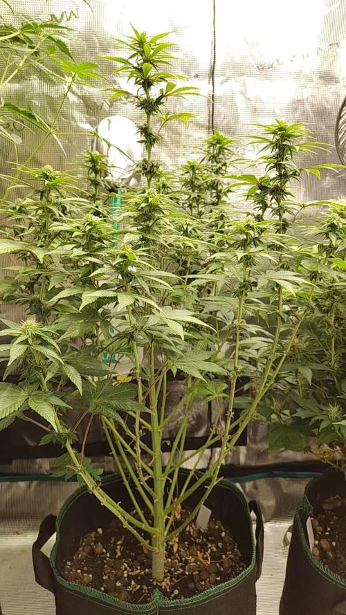 Sensi Seeds – Northern Lights (fem)